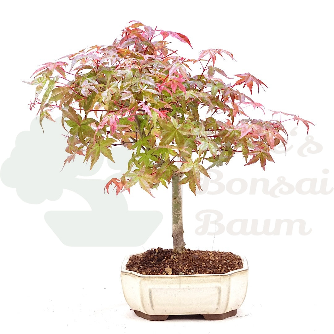 Fächer-Ahorn 'Acer palmatum 'Deshojo'